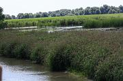 250-Delta del Danubio,7 agosto 2011